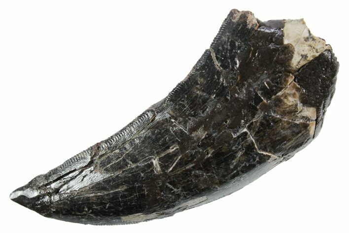 Huge, Serrated Tyrannosaur (Nanotyrannus) Tooth - Montana #353334